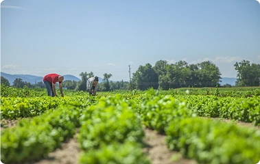 Agriculture & Agri-Tech
